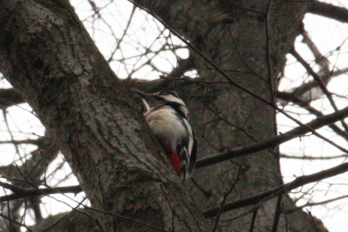 Great Spotted Woodpecker - ML616671177