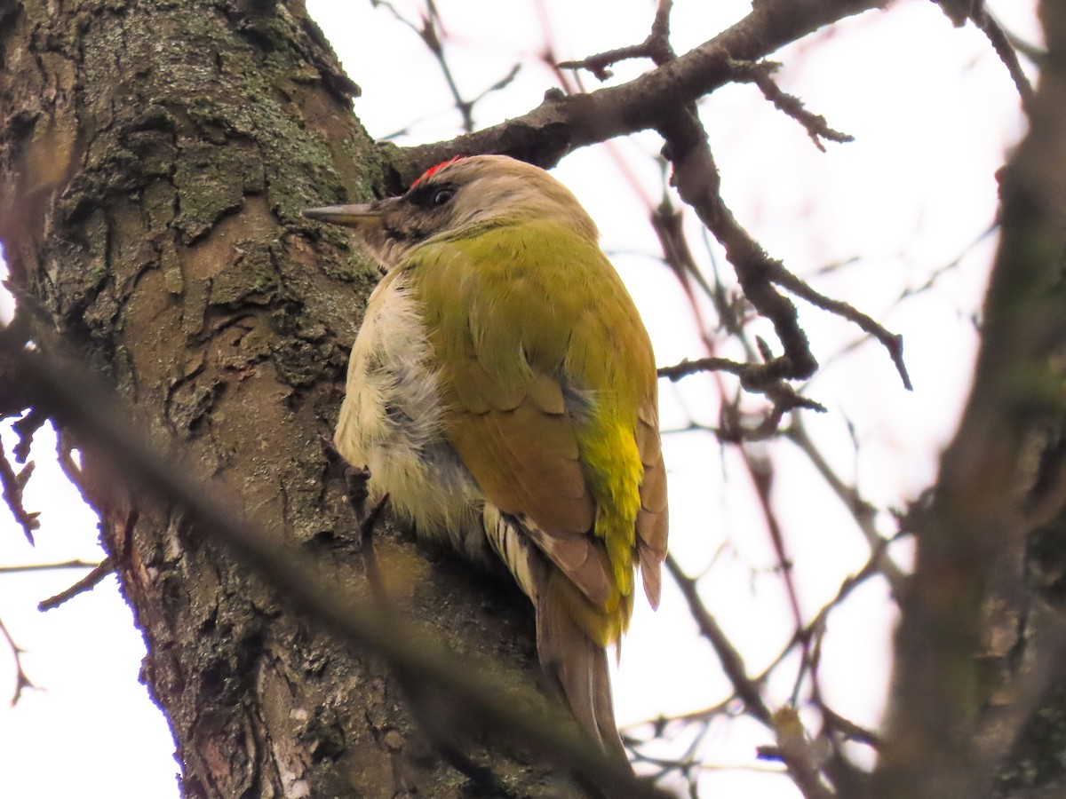 Gray-headed Woodpecker - ML616671179