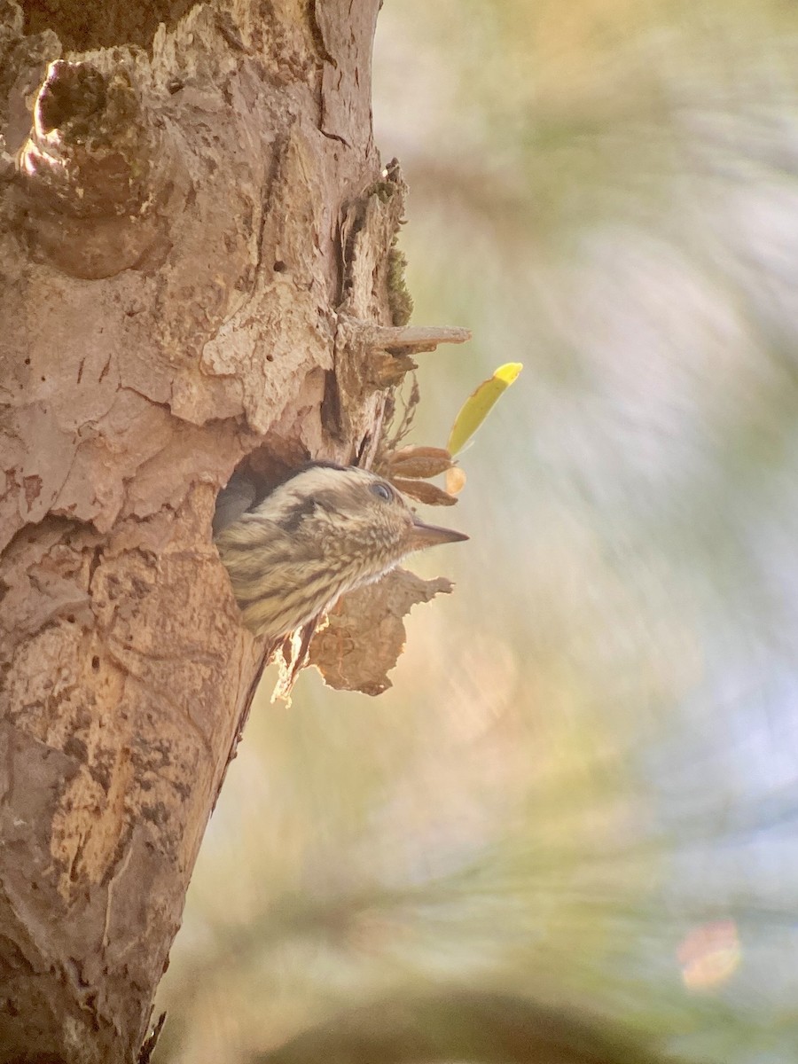 Gray-capped Pygmy Woodpecker - ML616671198