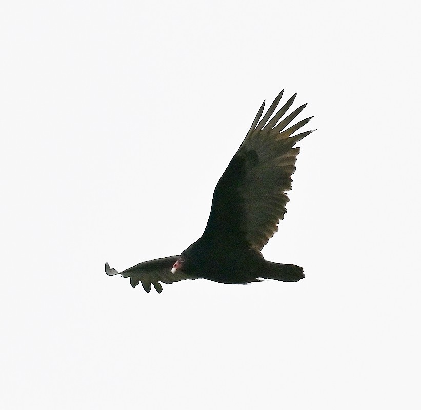 Turkey Vulture - ML616671330