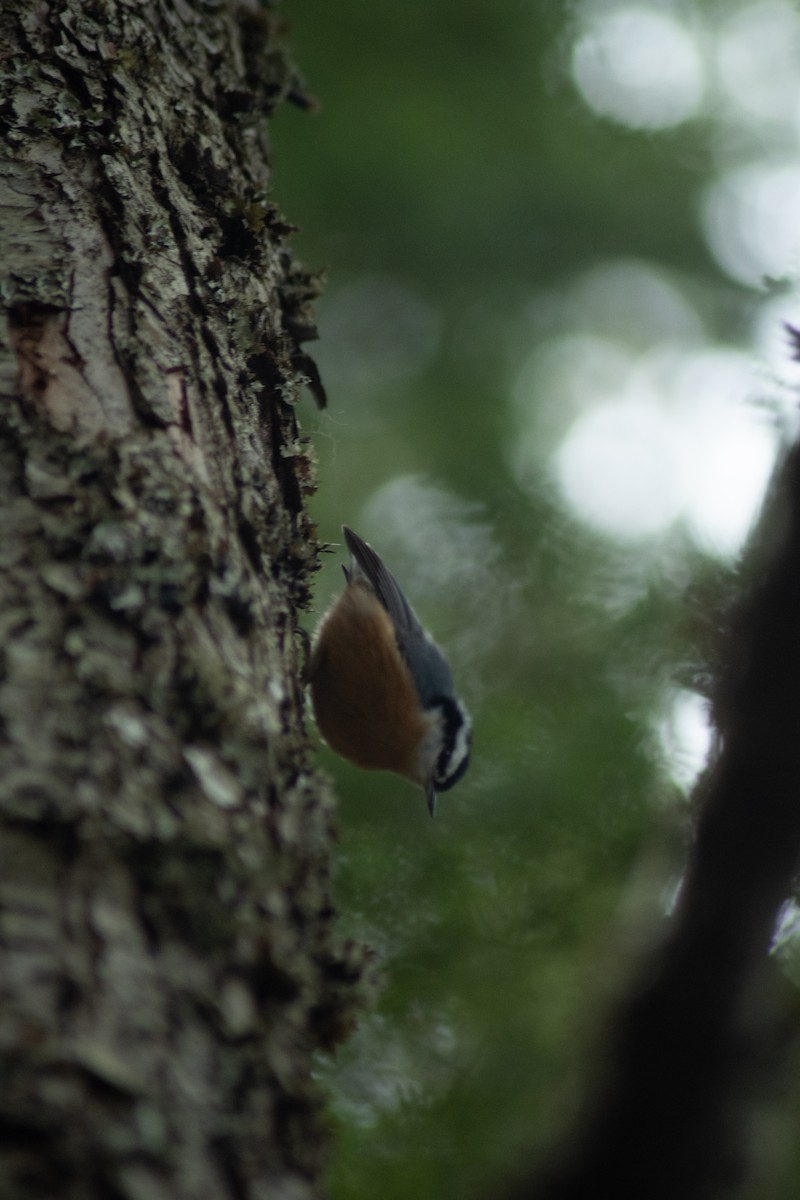 Red-breasted Nuthatch - ML616671384