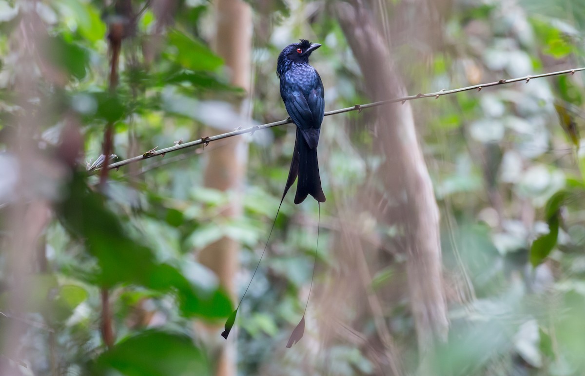 Greater Racket-tailed Drongo - Brian Small