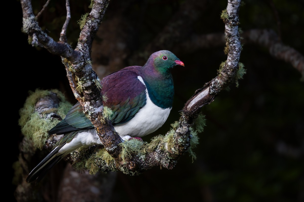 New Zealand Pigeon - Marcin Dyduch