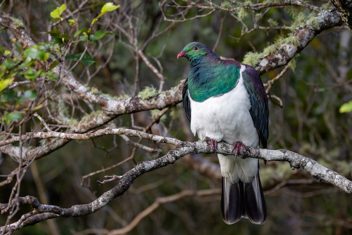 New Zealand Pigeon - ML616671574