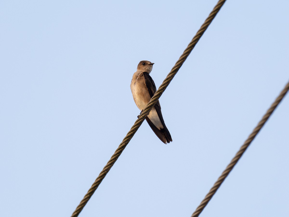 Northern Rough-winged Swallow (Ridgway's) - ML616671902