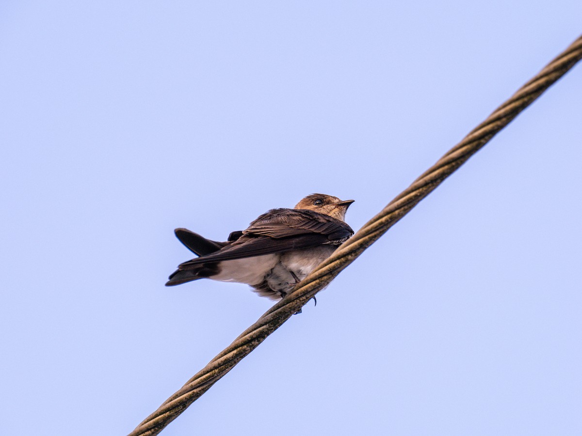 Northern Rough-winged Swallow (Ridgway's) - ML616671903