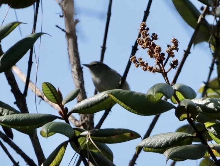 Green-tailed Warbler - ML616671928