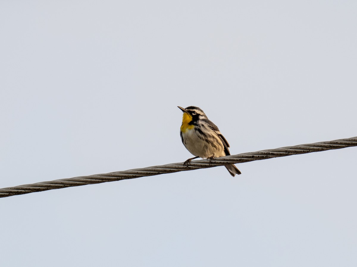 Yellow-throated Warbler (albilora) - ML616671956