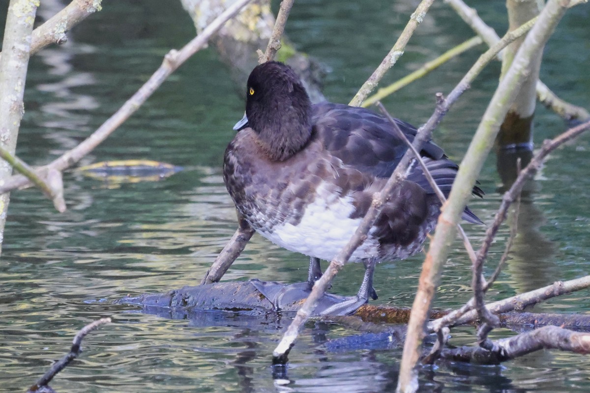 Tufted Duck - ML616672060