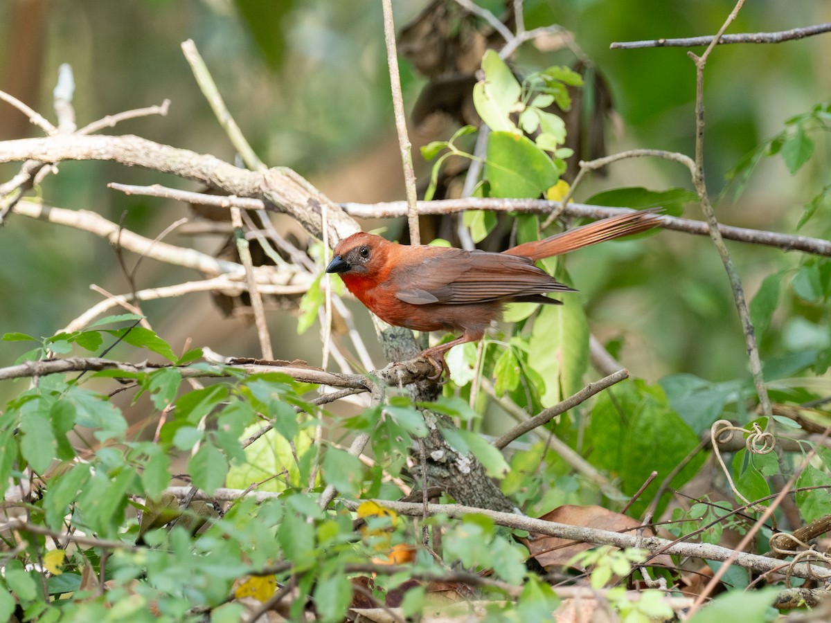 Red-throated Ant-Tanager (Salvin's) - Danielle Perdaen