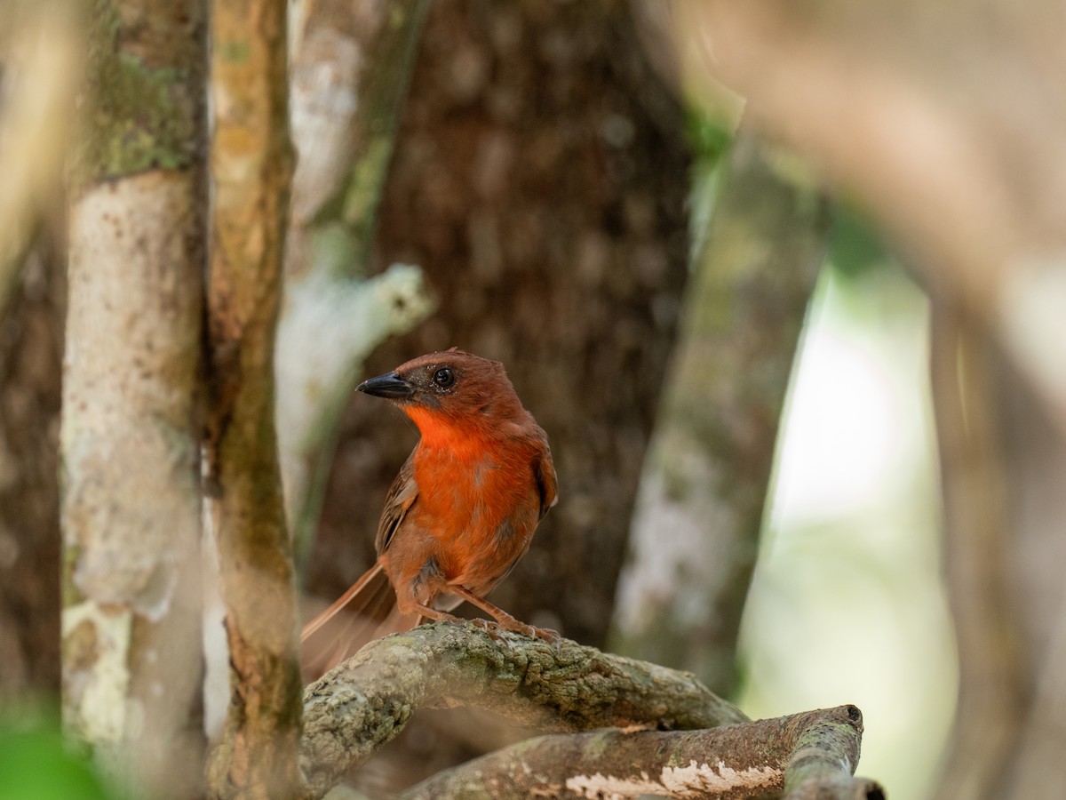 Red-throated Ant-Tanager (Salvin's) - Danielle Perdaen