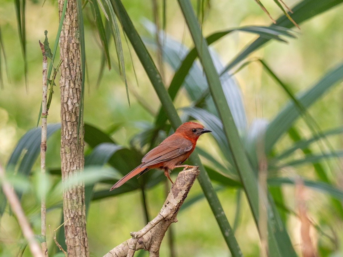 Red-throated Ant-Tanager (Salvin's) - ML616672127