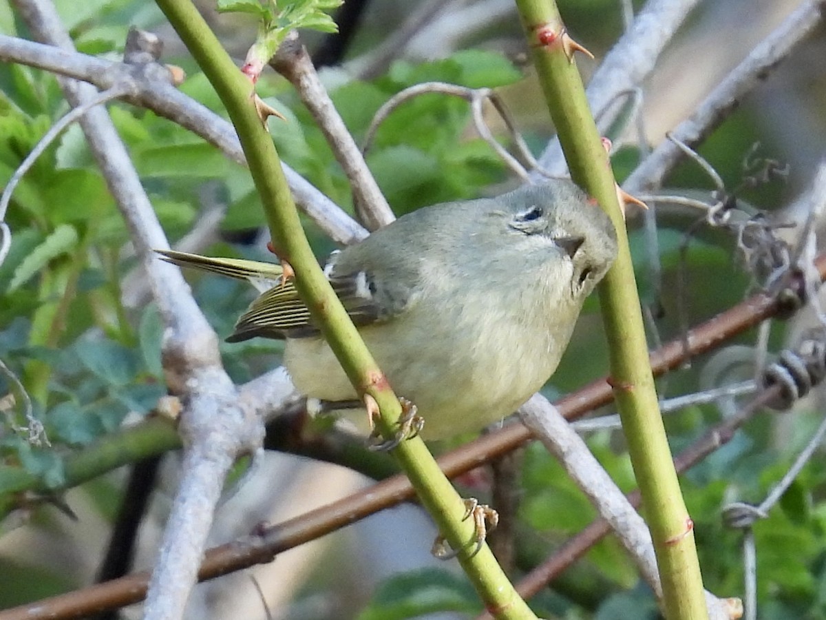 Ruby-crowned Kinglet - Stan Arnold