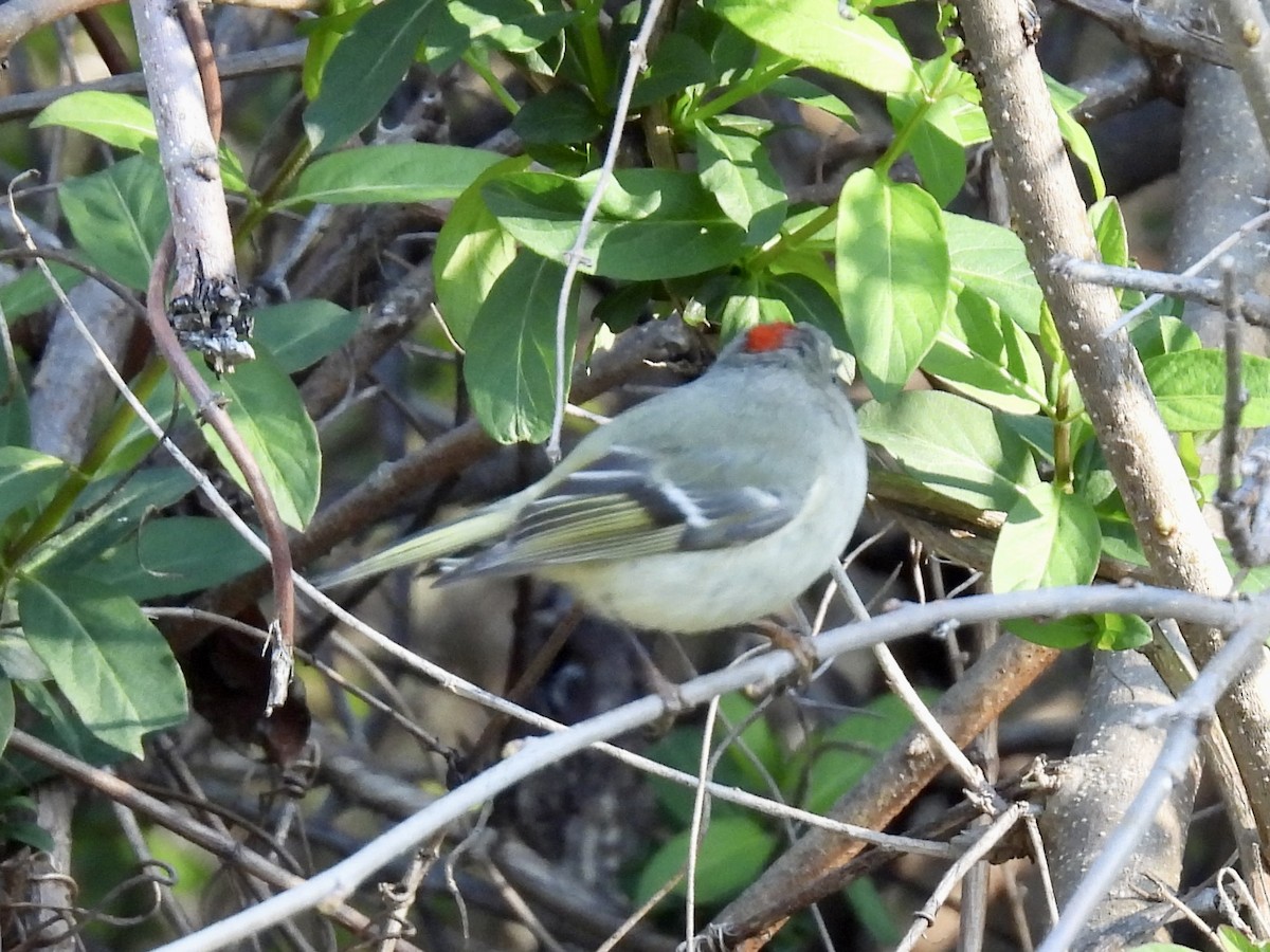 Ruby-crowned Kinglet - Stan Arnold