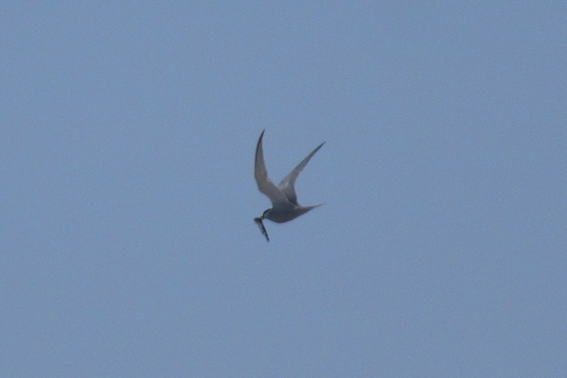 Peruvian Tern - ML616672194