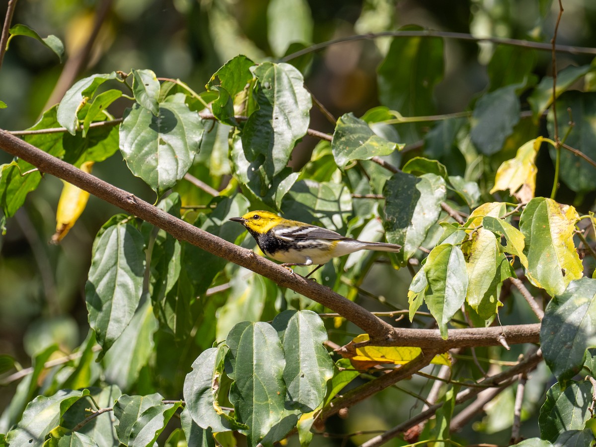 Black-throated Green Warbler - ML616672284