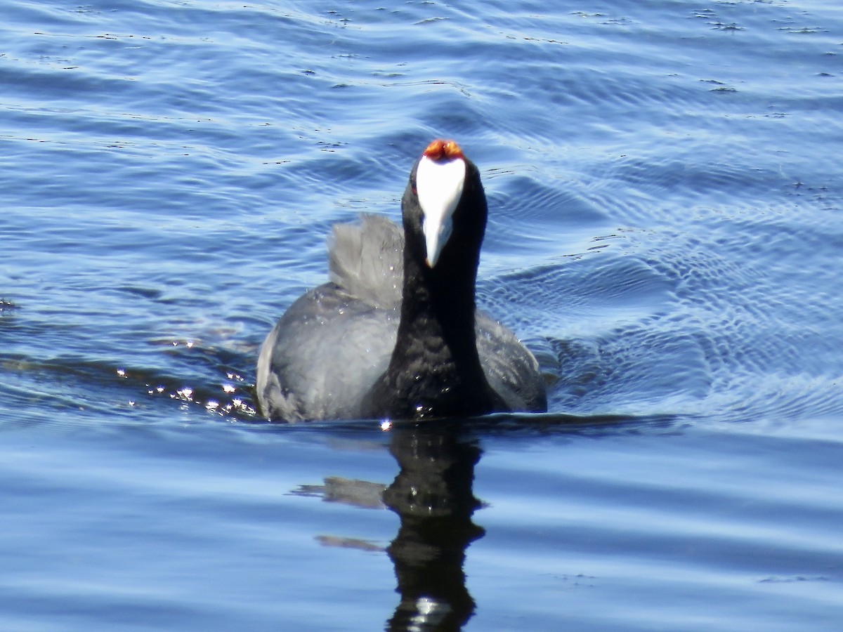 Red-knobbed Coot - ML616672318