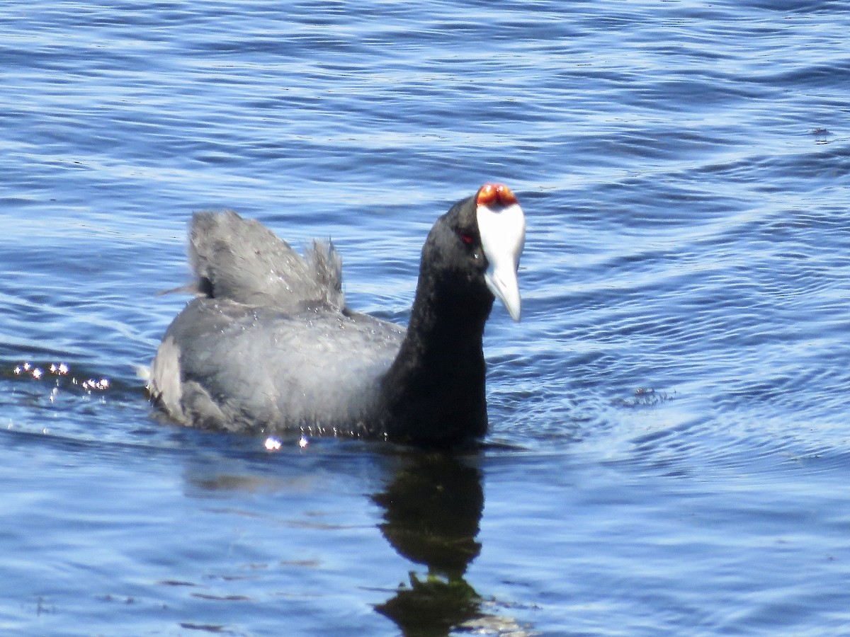 Red-knobbed Coot - ML616672321