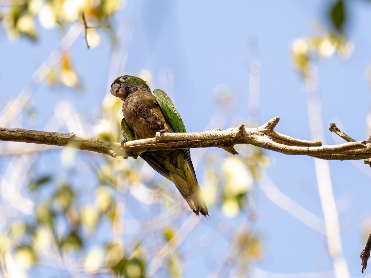 Olive-throated Parakeet (Aztec) - Danielle Perdaen