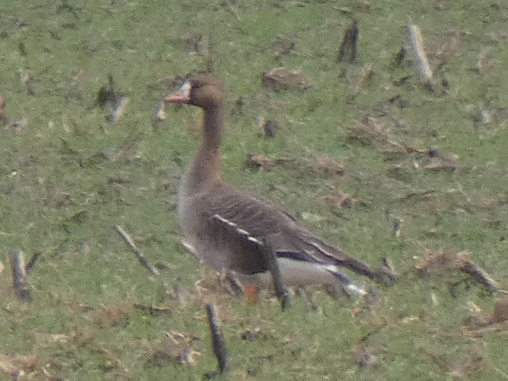 Greater White-fronted Goose - ML616672533