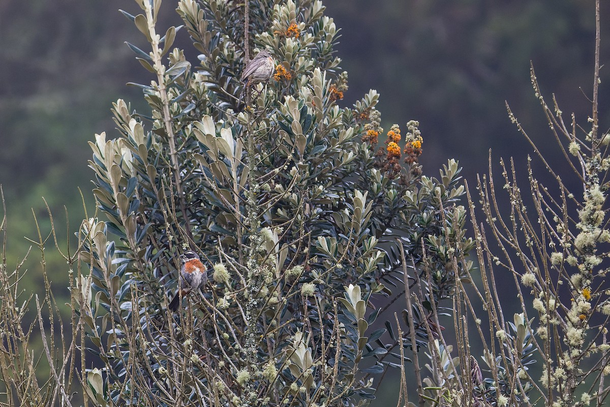 Chestnut-breasted Mountain Finch - ML616672652