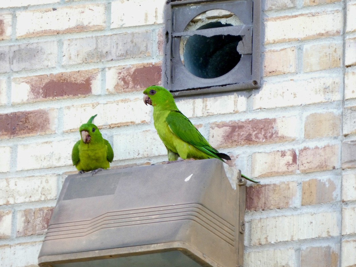 eBird Checklist - 27 Mar 2024 - Univ. of Texas, RGV (Brownsville) - 15 ...