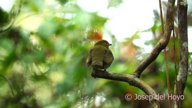 Red-capped Manakin - ML616672764