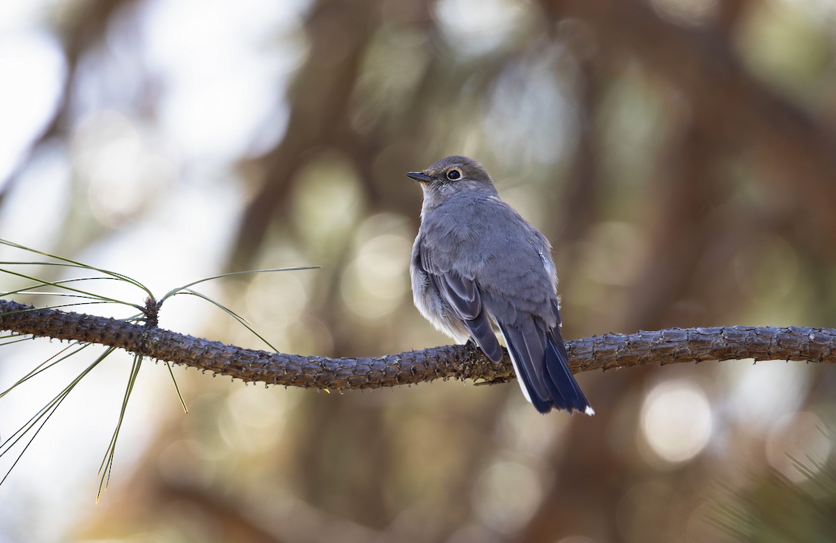 Townsend's Solitaire - ML616672827