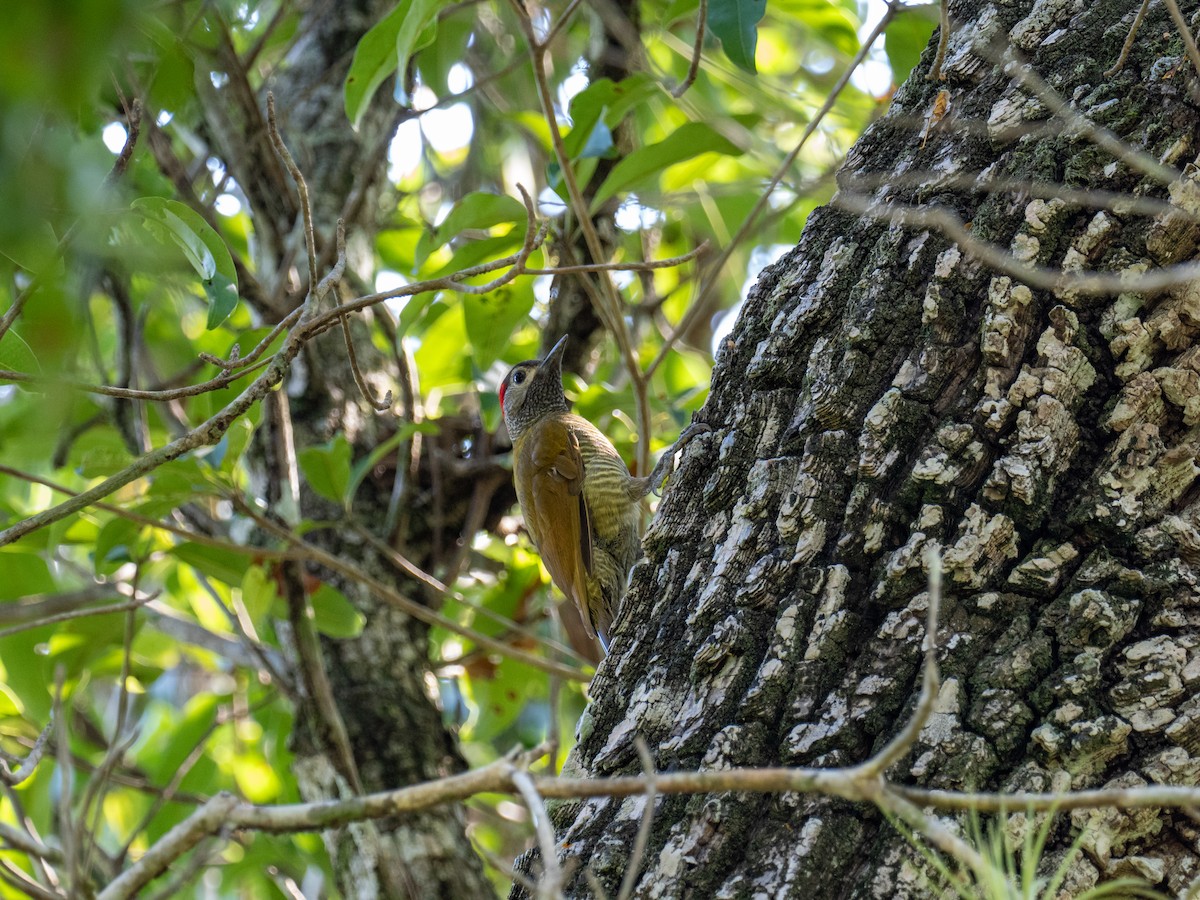 Golden-olive Woodpecker (Golden-olive) - ML616672874