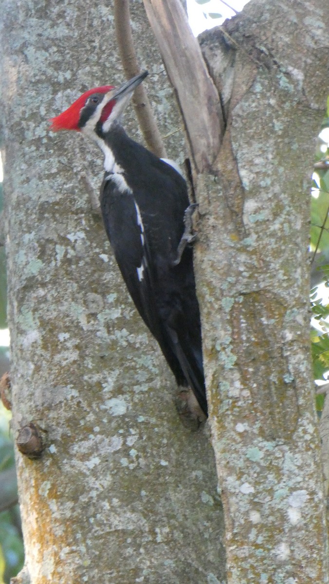 Pileated Woodpecker - ML616672918