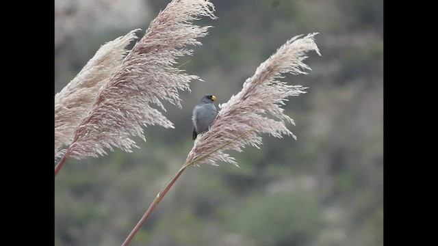 Band-tailed Seedeater - ML616672951