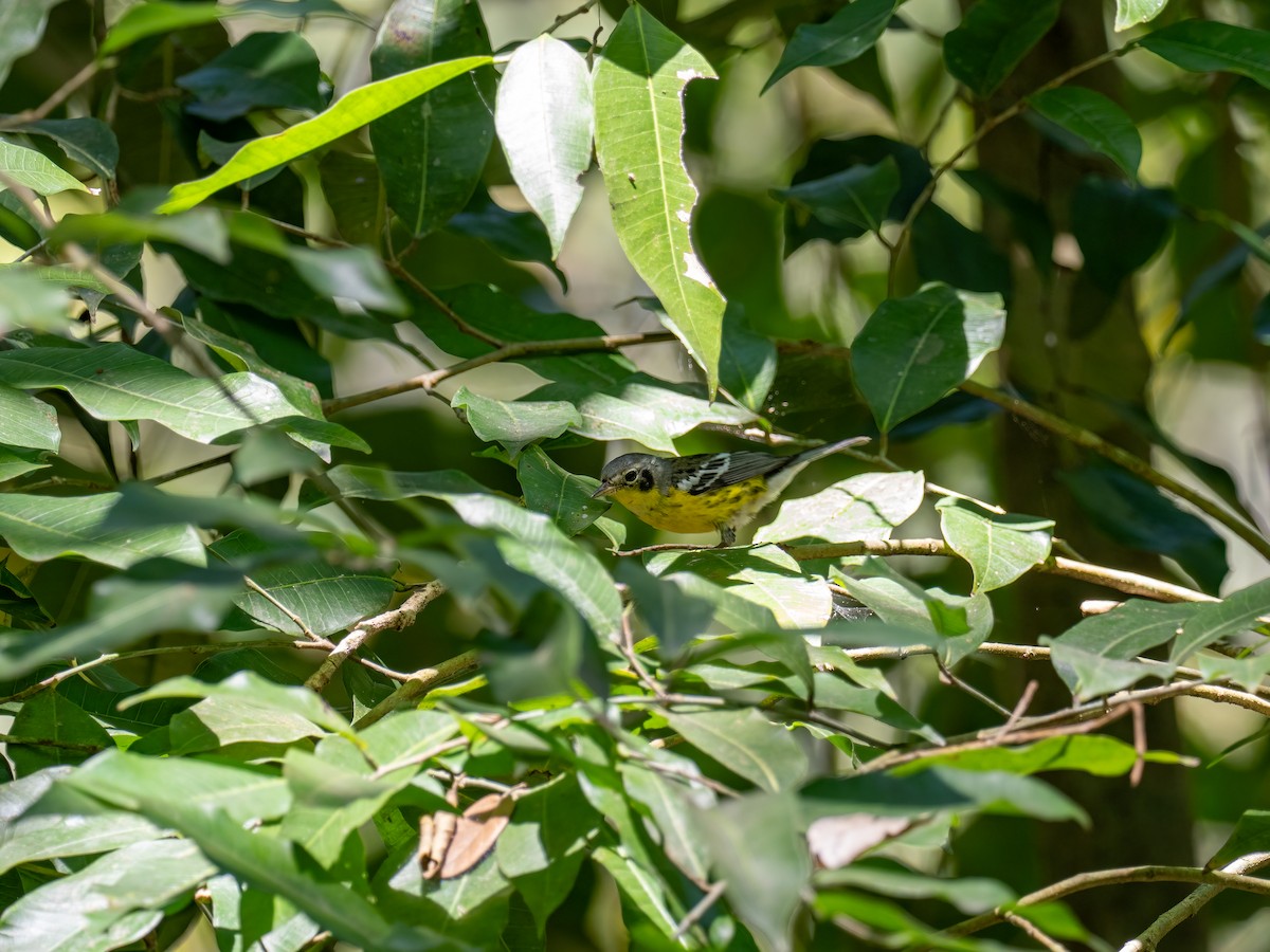 Magnolia Warbler - ML616672968