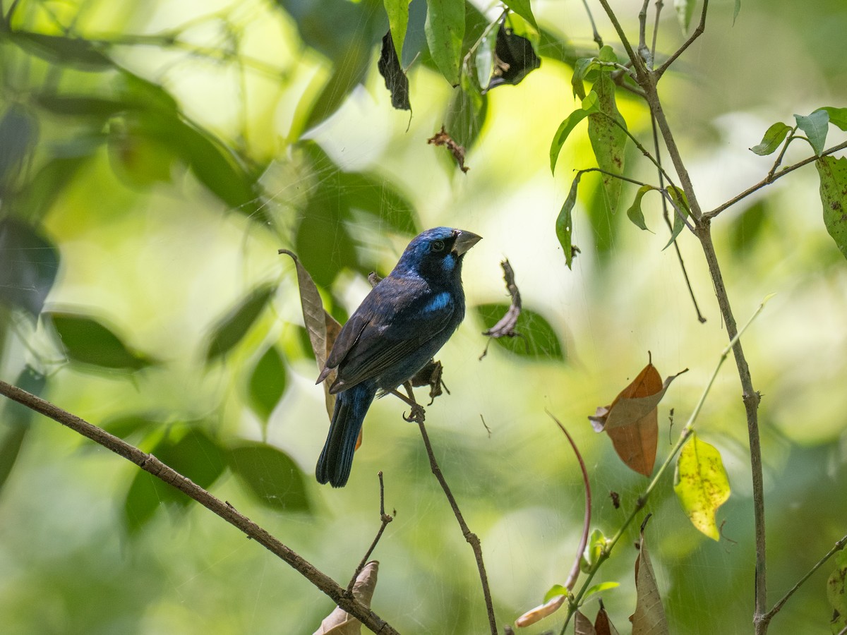 Blue Bunting (Middle America) - ML616672995