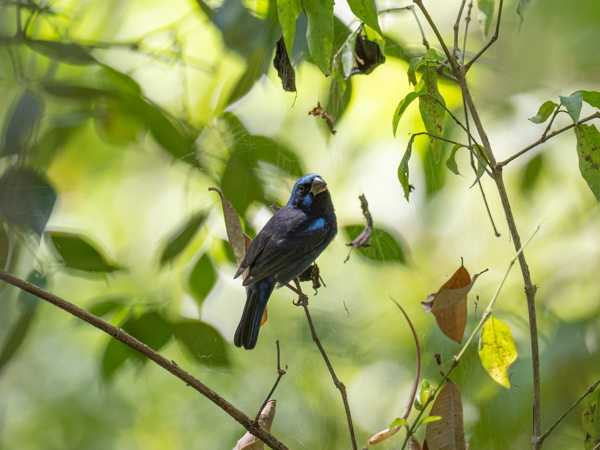 Blue Bunting (Middle America) - ML616672996