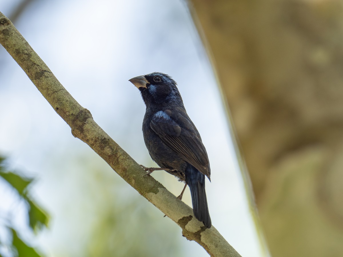 Blue Bunting (Middle America) - ML616672997