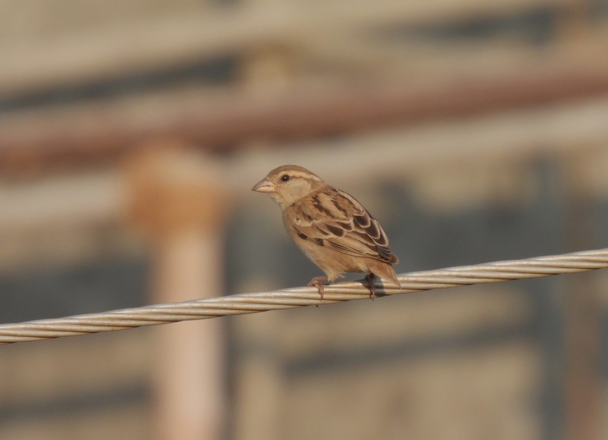 House Sparrow - Sahana M
