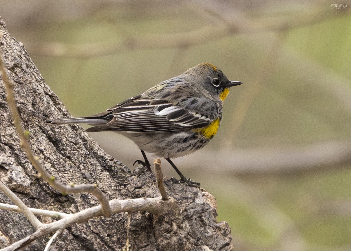 Yellow-rumped Warbler (Audubon's) - ML616673039