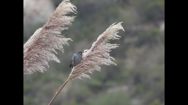 Band-tailed Seedeater - ML616673122