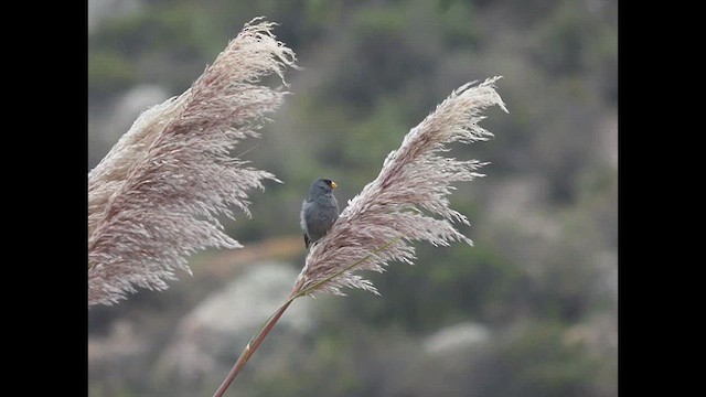 Band-tailed Seedeater - ML616673220