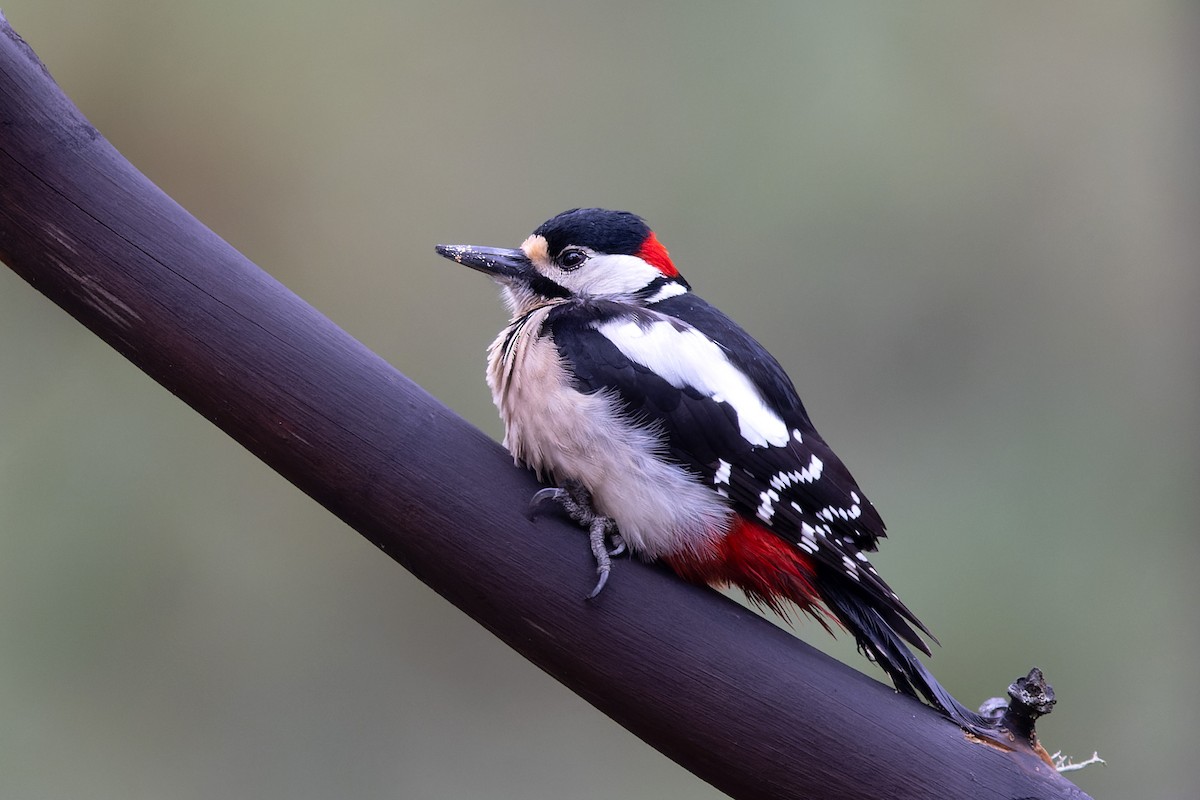 Great Spotted Woodpecker (Canarian) - ML616673289