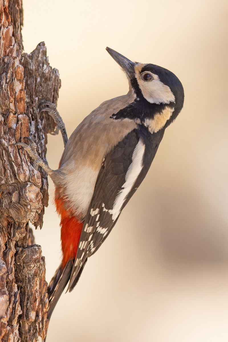 Great Spotted Woodpecker (Canarian) - ML616673350