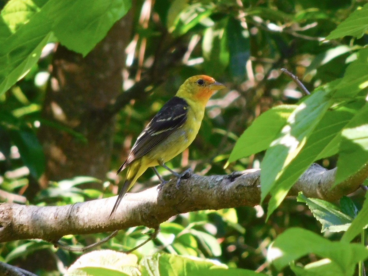 Western Tanager - ML616673440