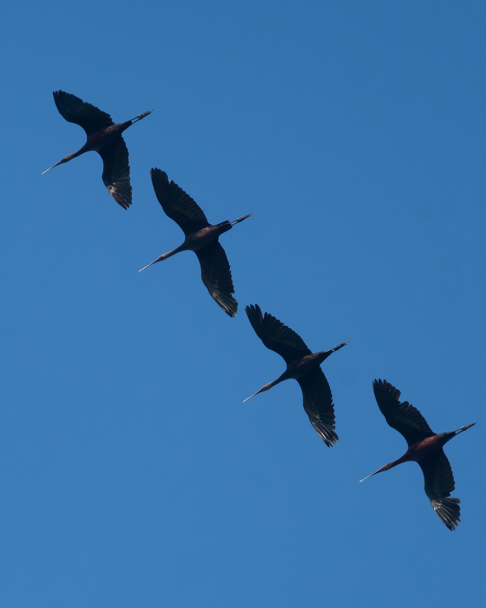 ibis americký - ML616673556