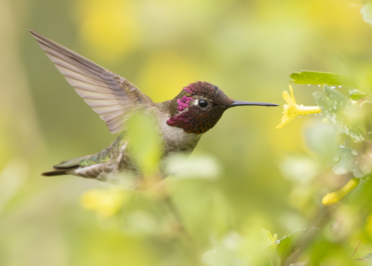 Anna's Hummingbird - Darlene J McNeil