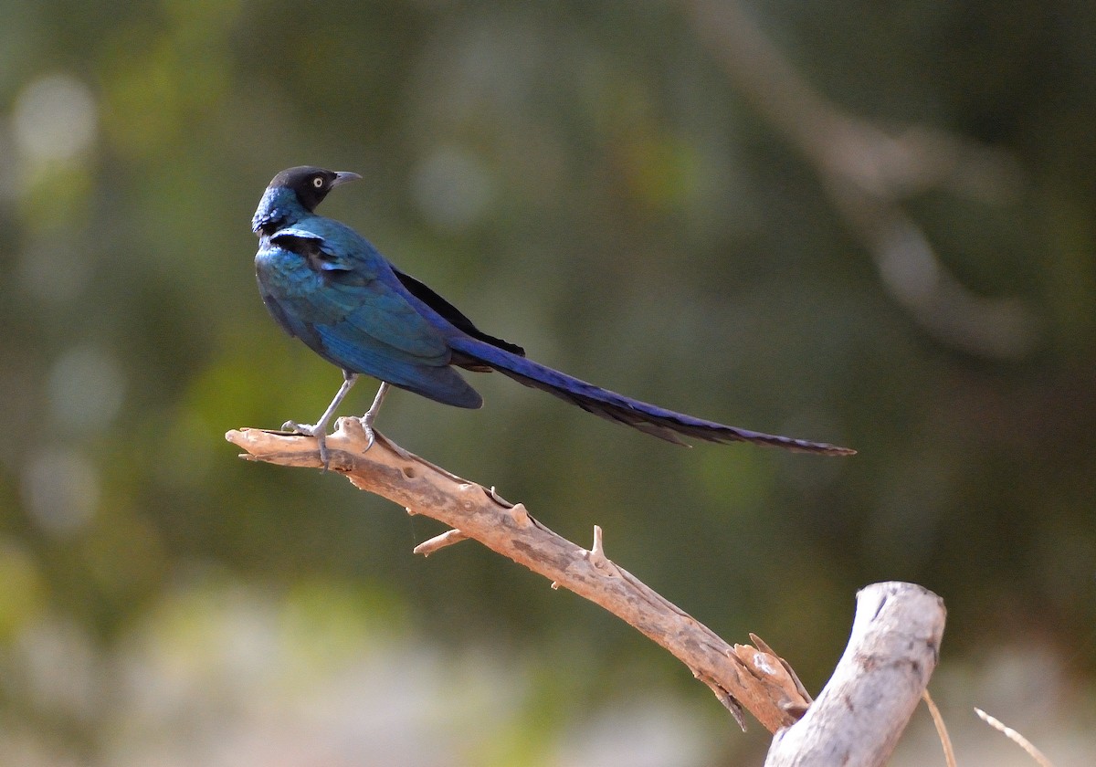 Long-tailed Glossy Starling - ML616673776