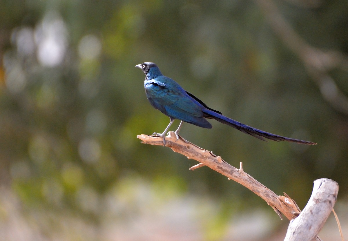 Long-tailed Glossy Starling - ML616673778