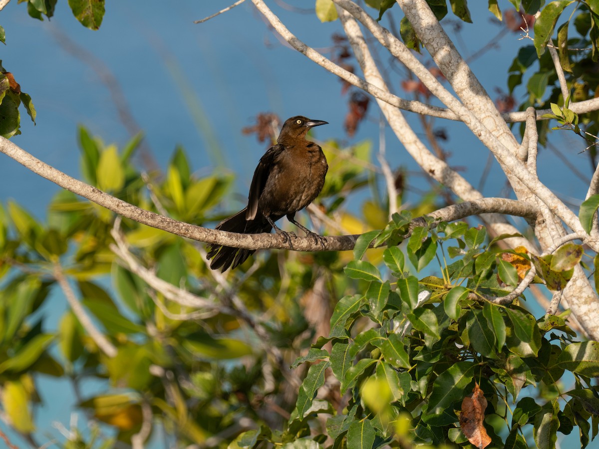 Great-tailed Grackle - ML616673878