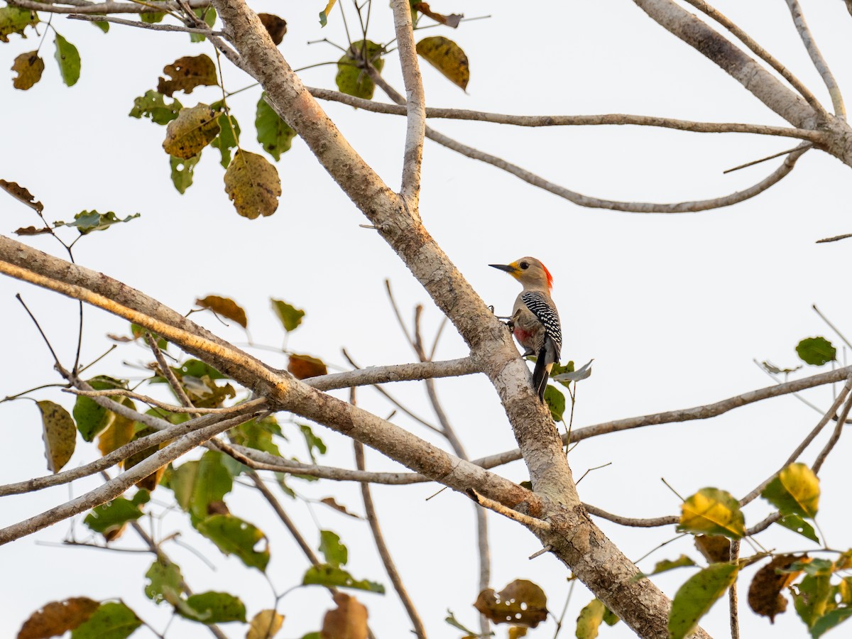 Yucatan Woodpecker - Danielle Perdaen