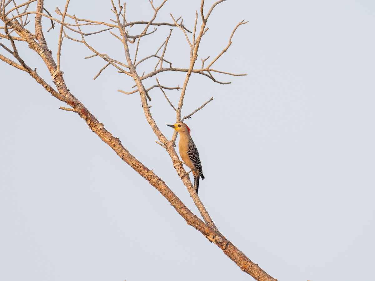 Yucatan Woodpecker - ML616673929