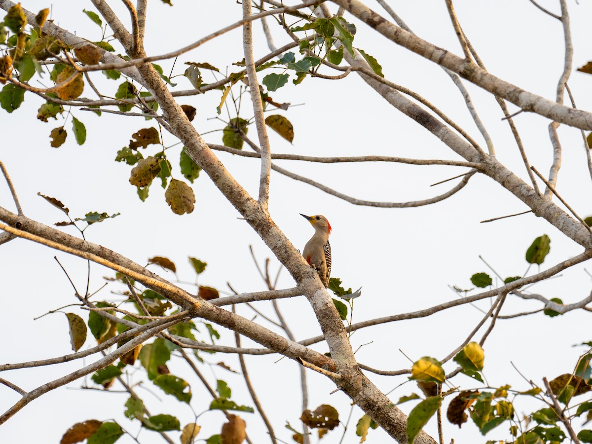 Yucatan Woodpecker - ML616673930